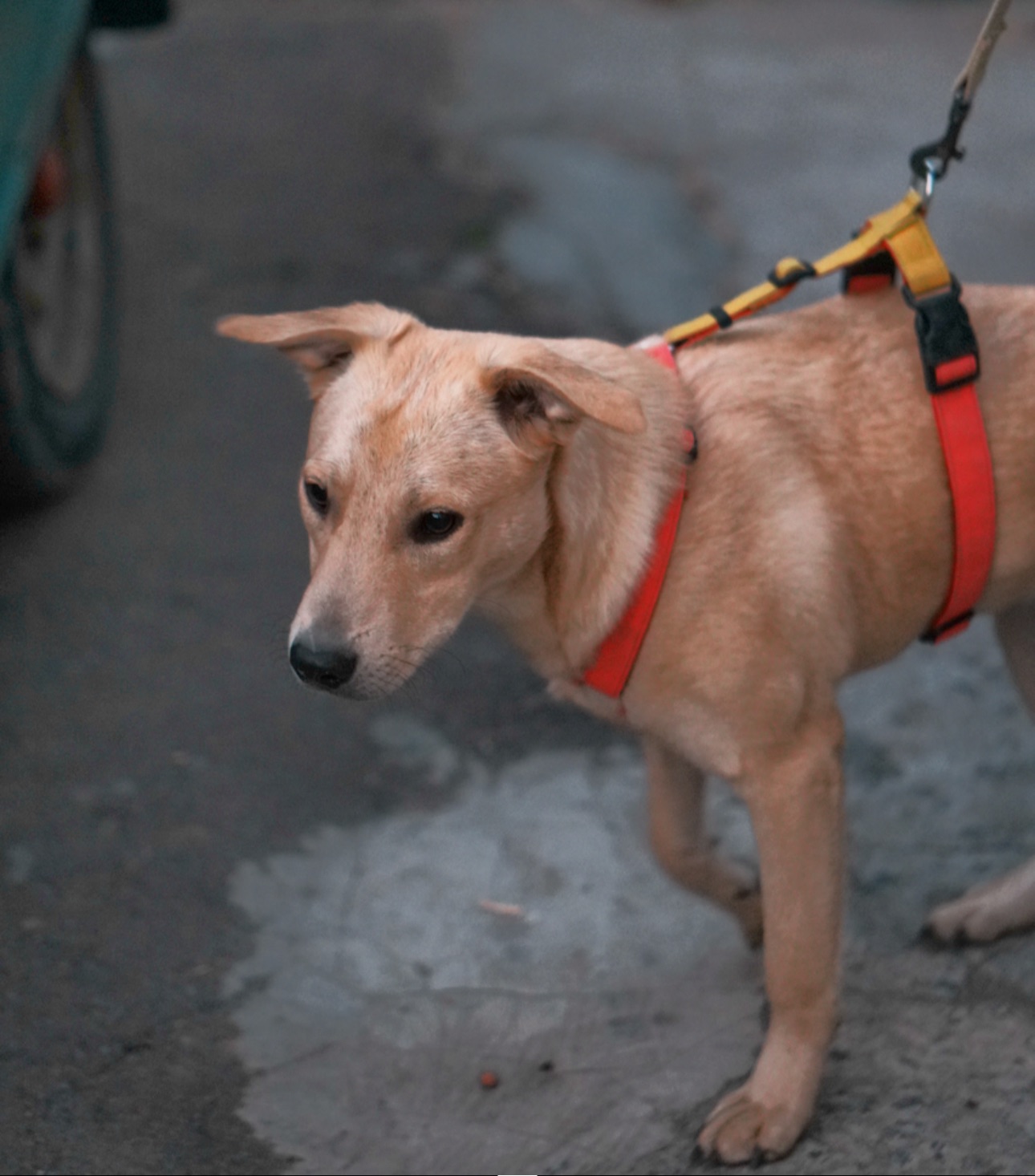 Невеличкий цуцик Майкі шукає родину!