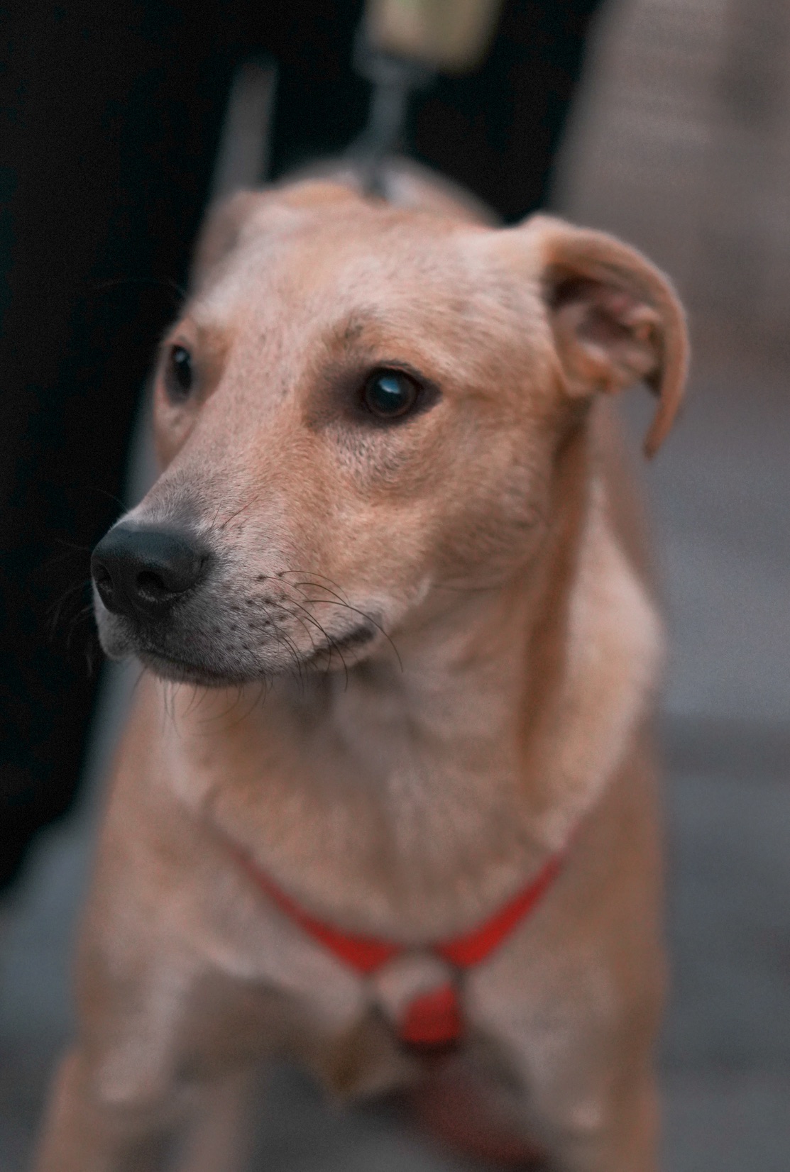 Невеличкий цуцик Майкі шукає родину!