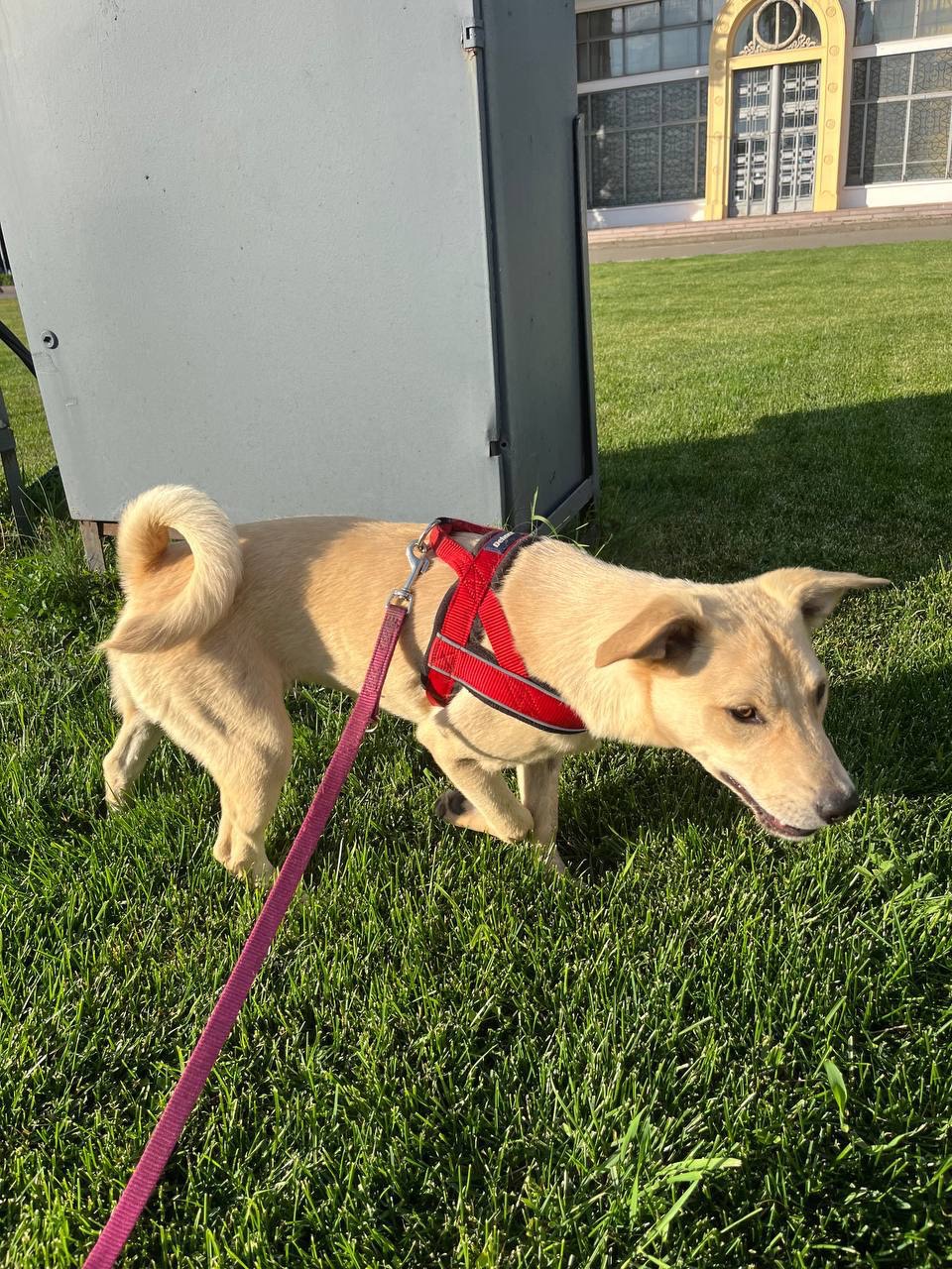 Невеличкий цуцик Майкі шукає родину!