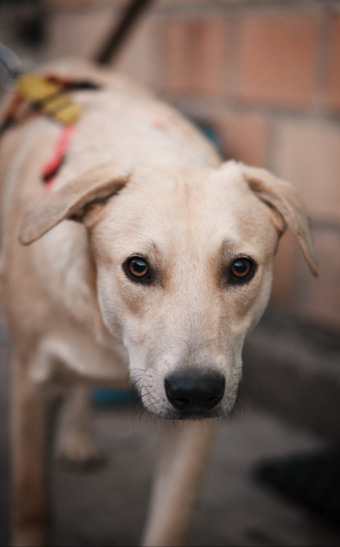 Цуценя Бруно мріє про родину!