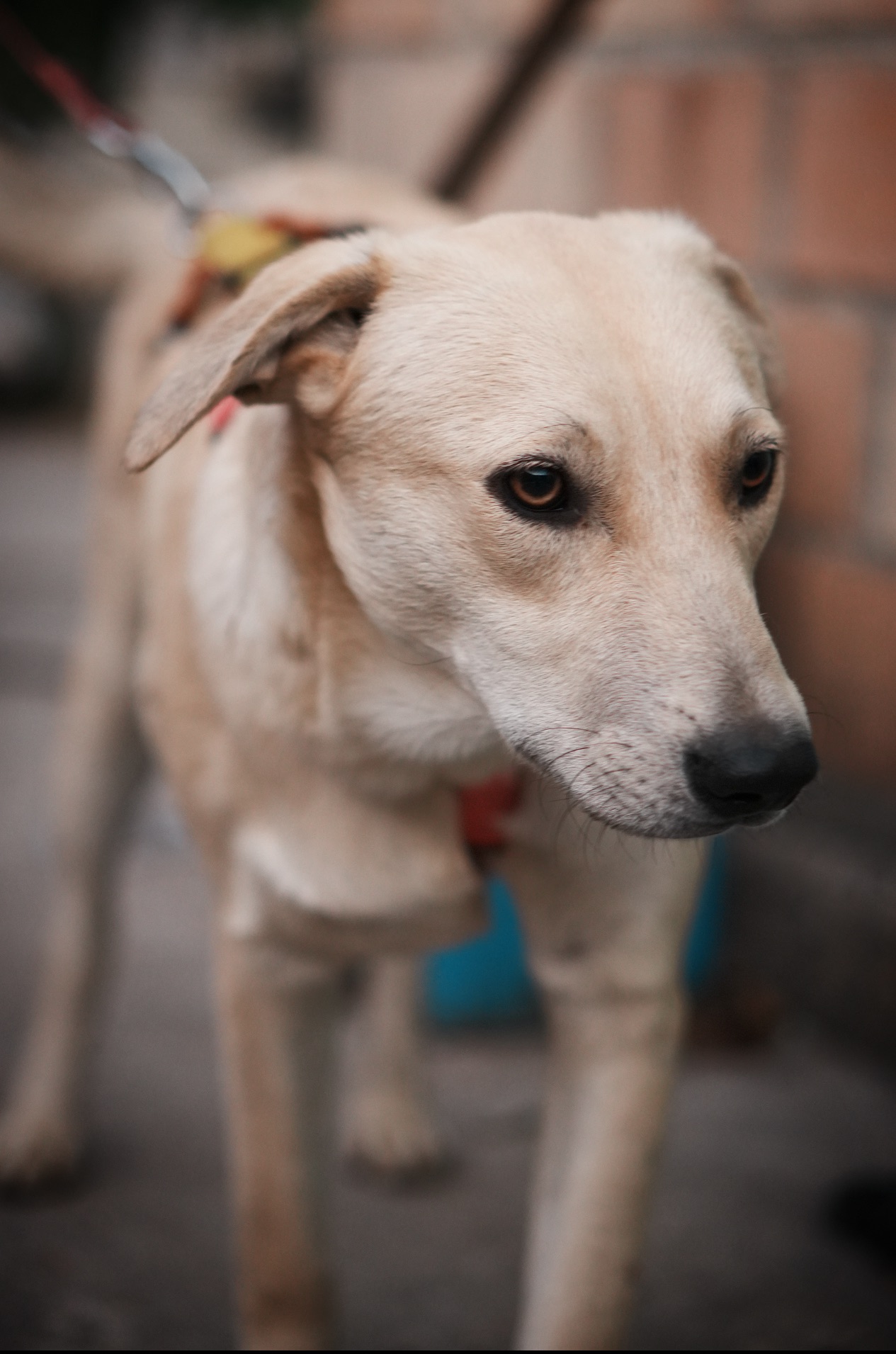 Цуценя Бруно мріє про родину!