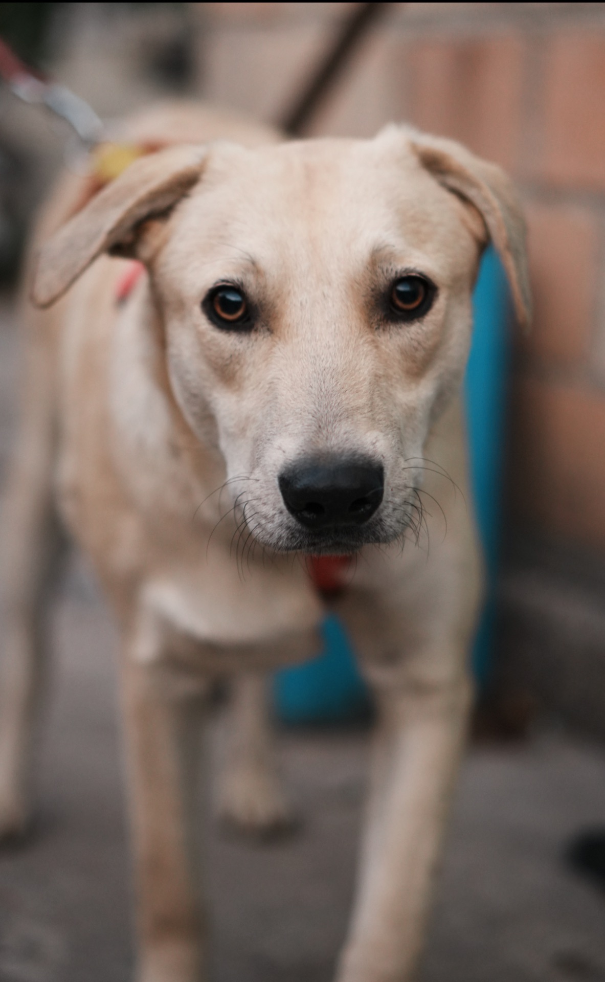 Цуценя Бруно мріє про родину!
