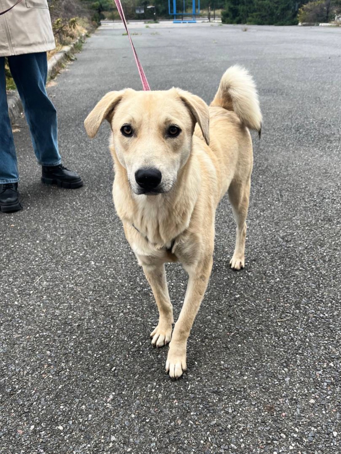 Цуценя Бруно мріє про родину!