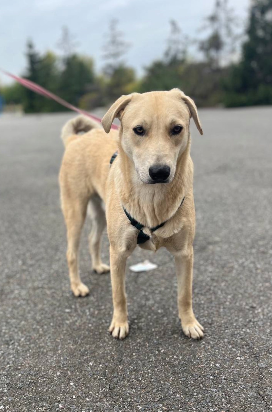 Цуценя Бруно мріє про родину!