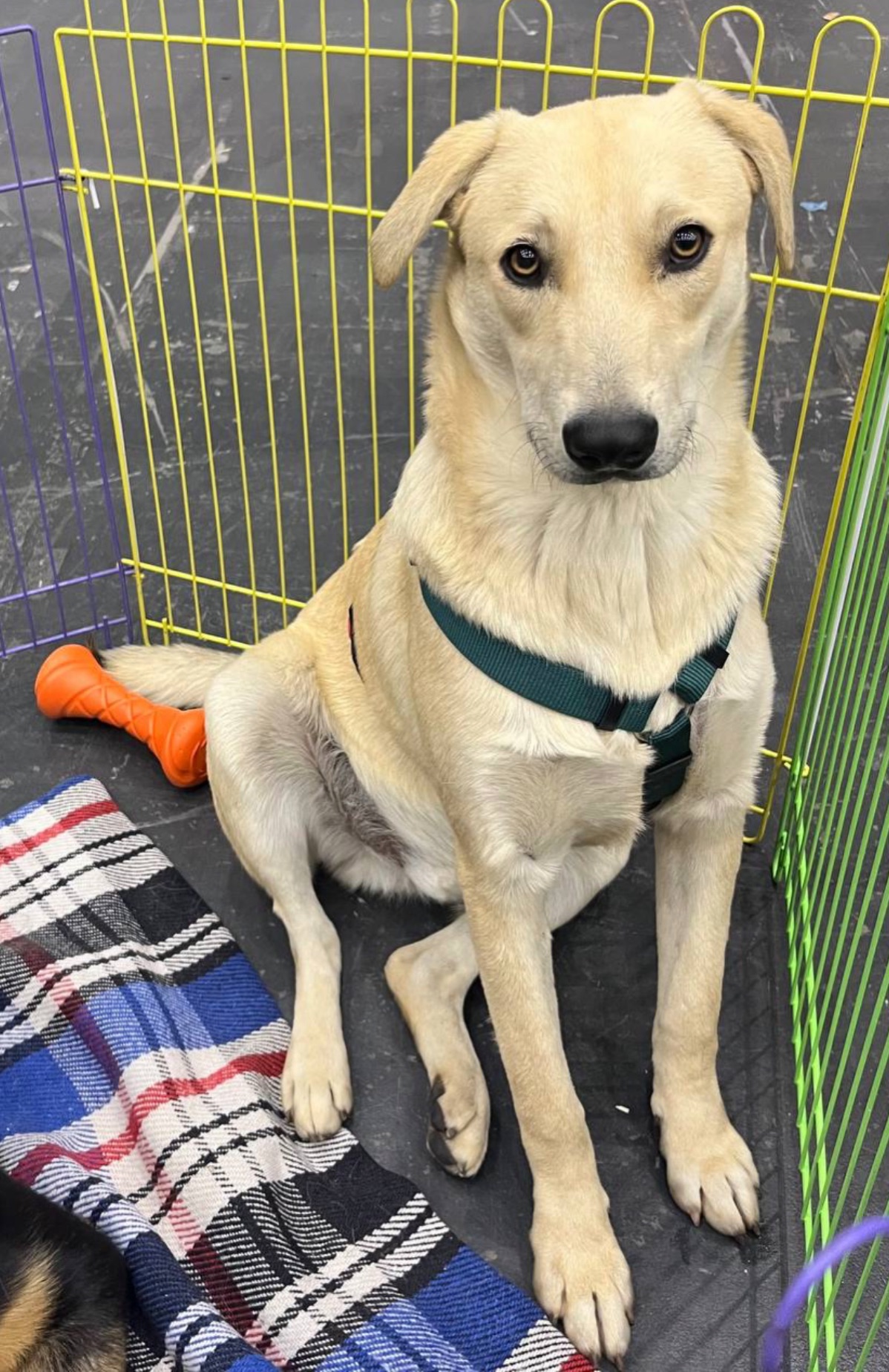 Цуценя Бруно мріє про родину!