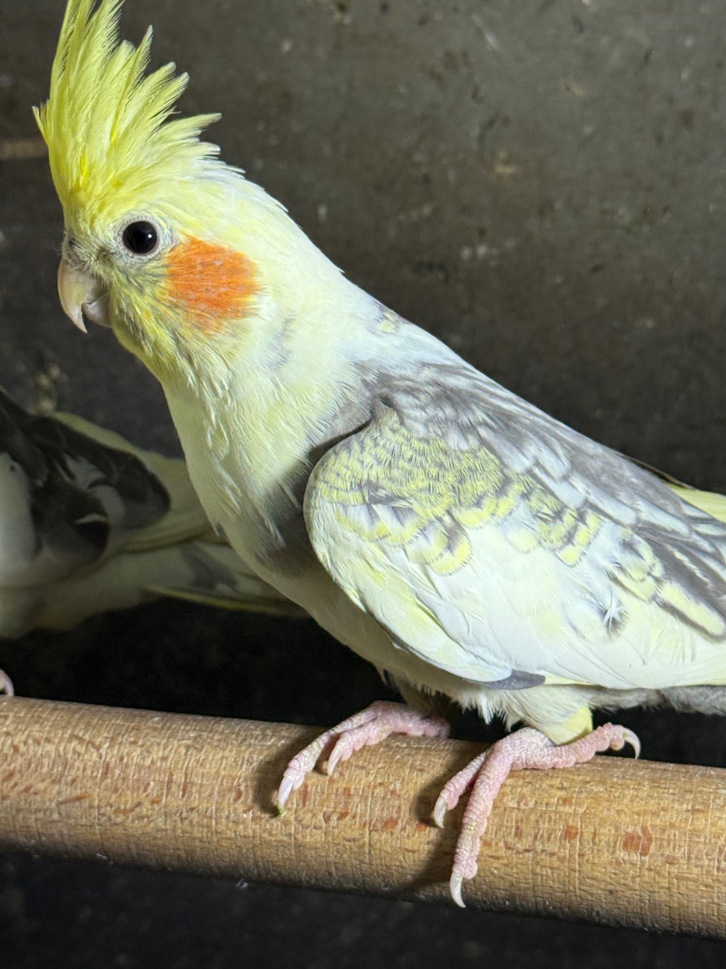 Корелла говорящі папуги ручні