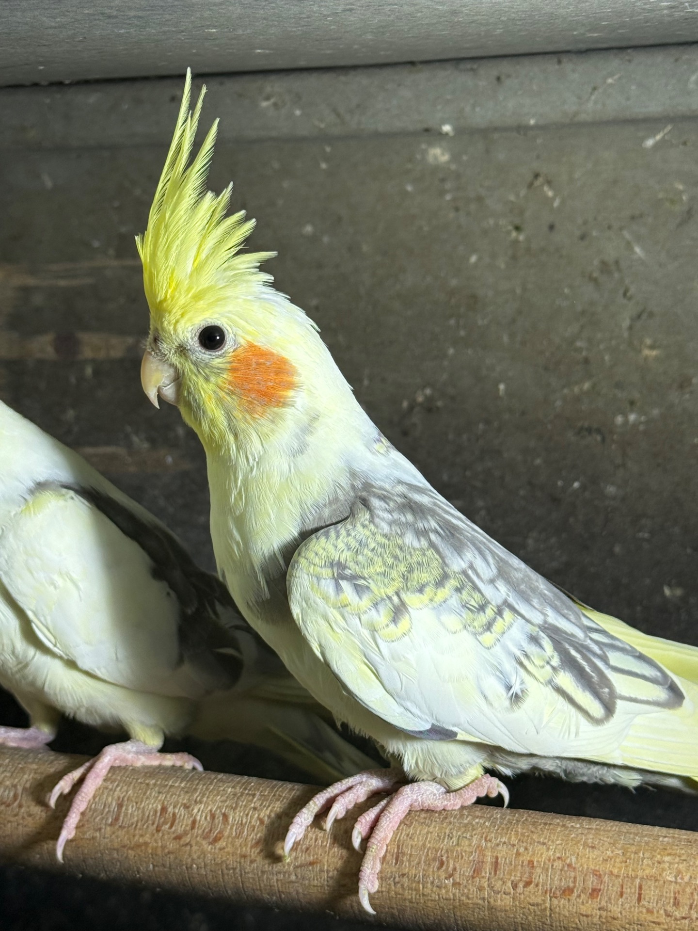 Корелла говорящі папуги ручні