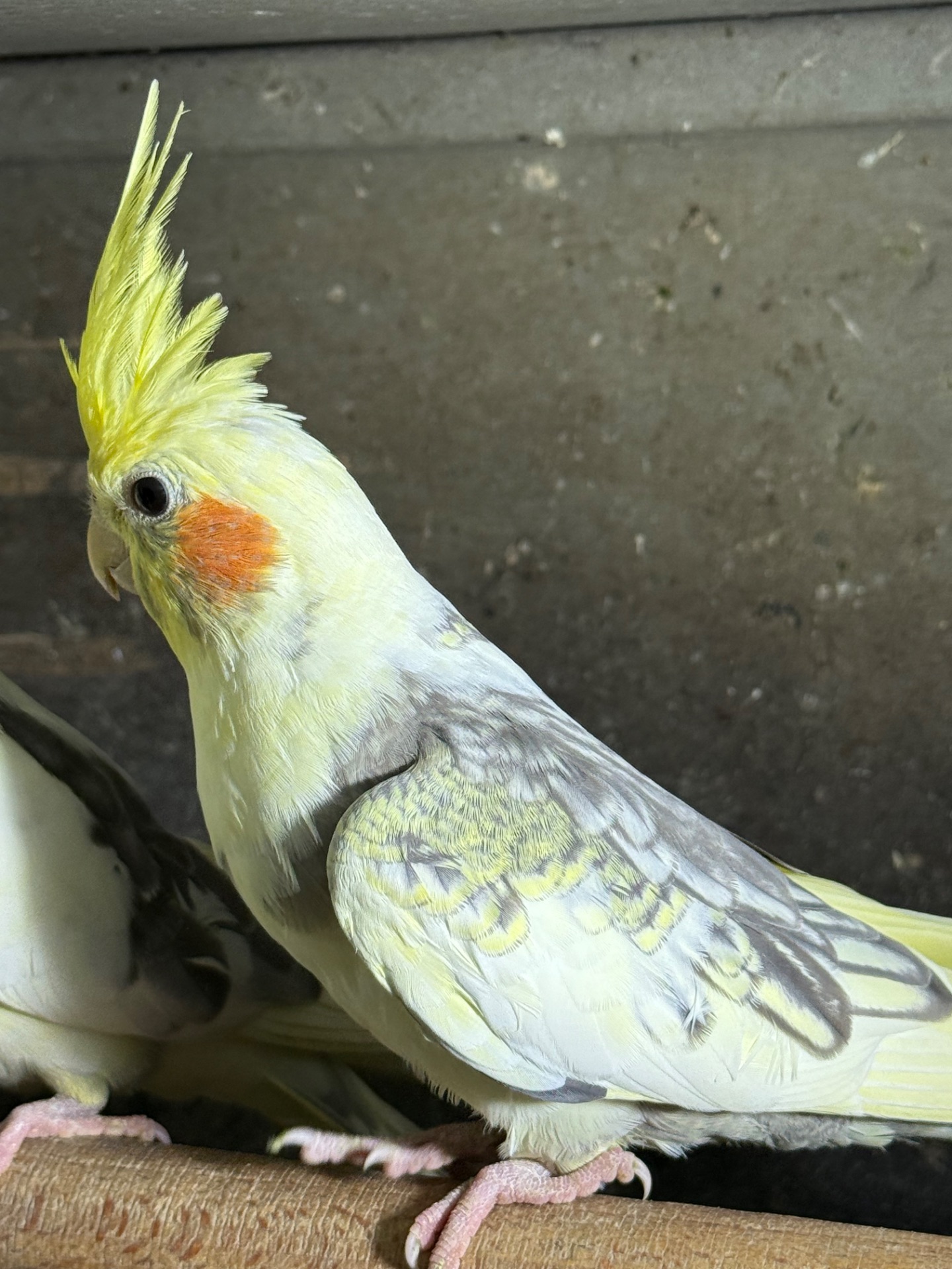 Корелла говорящі папуги ручні