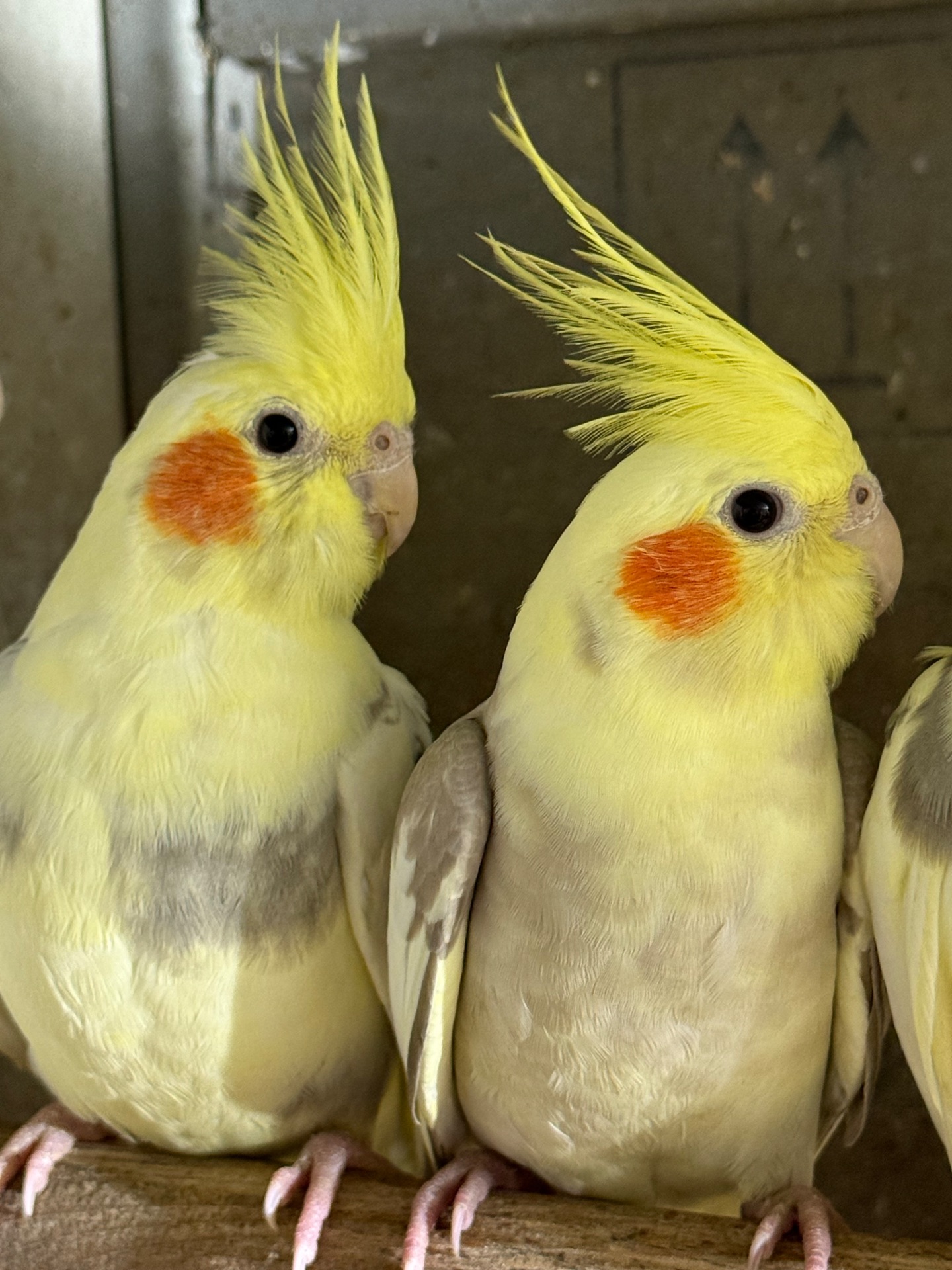 Корелла папуга який говорить, ручні пташенята