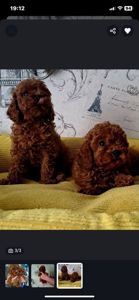 Щенки породы той пудель реб браун