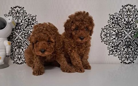 Щенки породы той пудель реб браун