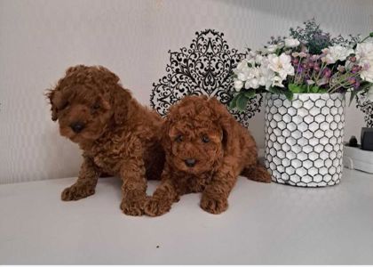 Щенки породы той пудель реб браун