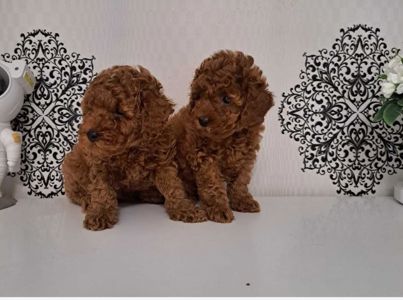 Щенки породы той пудель реб браун
