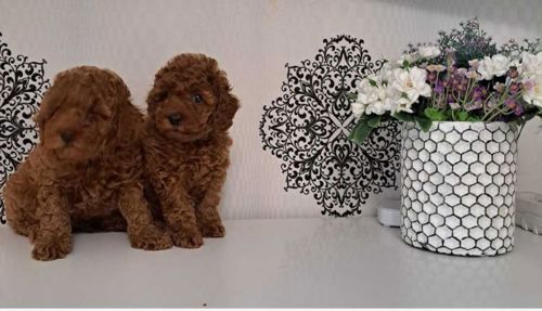 Щенки породы той пудель реб браун
