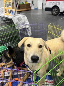 Цуценя Бруно мріє про родину!