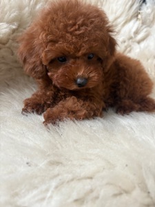 Той пудель дівчинка