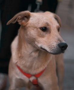 Невеличкий цуцик Майкі шукає родину!