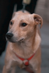 Невеличкий цуцик Майкі шукає родину!