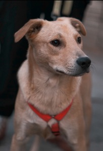 Невеличкий цуцик Майкі шукає родину!