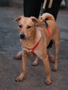 Невеличкий цуцик Майкі шукає родину!