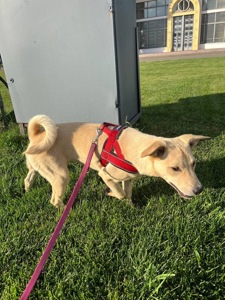 Невеличкий цуцик Майкі шукає родину!