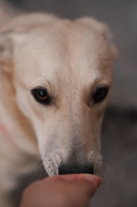 Цуценя Бруно мріє про родину!