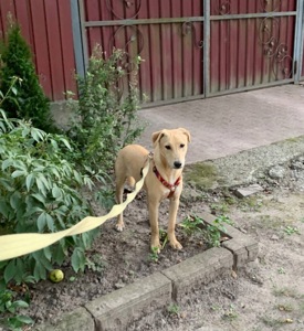 Цуцик ЛЄО мріє про родину!