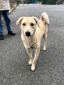 Цуценя Бруно мріє про родину!