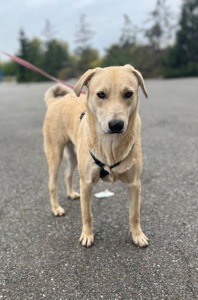 Цуценя Бруно мріє про родину!