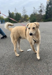 Цуценя Бруно мріє про родину!