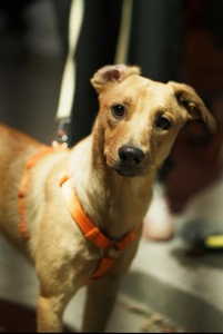 Дуже гарний песик Лукас в добрі руки!