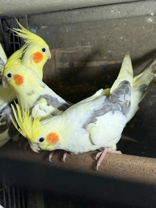 Корелла малюки пташенята ручні