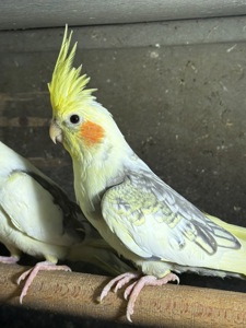 Корелла говорящі папуги ручні