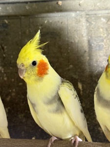 Корелла малюки пташенята ручні