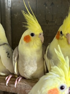 Неймовірно ручні пташенята папуги Корелла