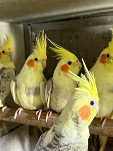 Ручні папуги Корелла пташенята