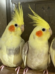 Корелла папуга який говорить, ручні пташенята