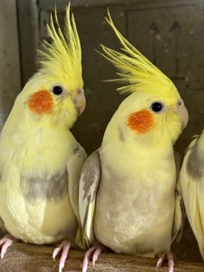 Корелла папуга який говорить, ручні пташенята