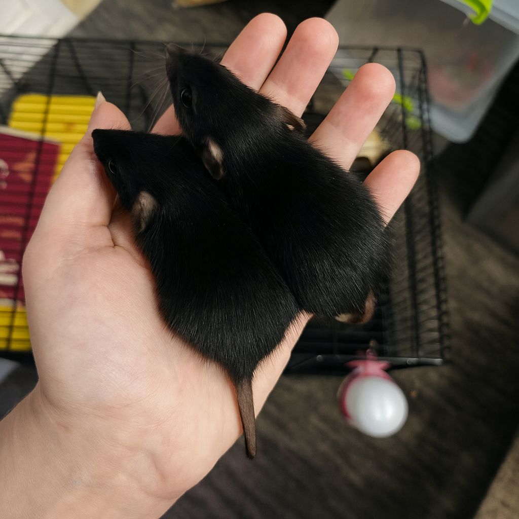 Щурики дівчата, пацючки дамбо чорні