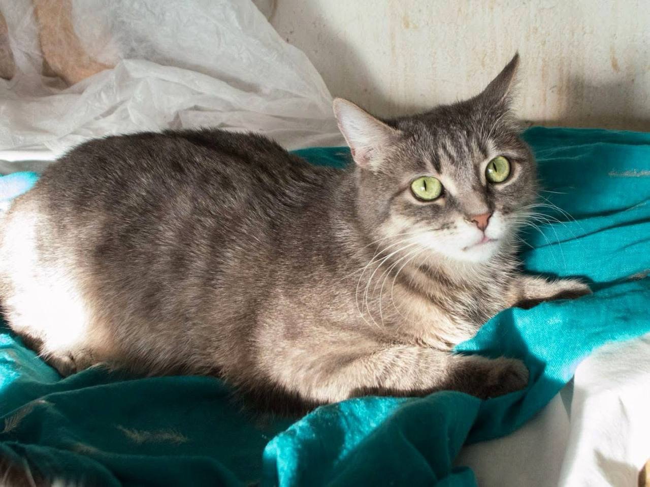 Ніжна і лагідна кішечка в добрі руки!