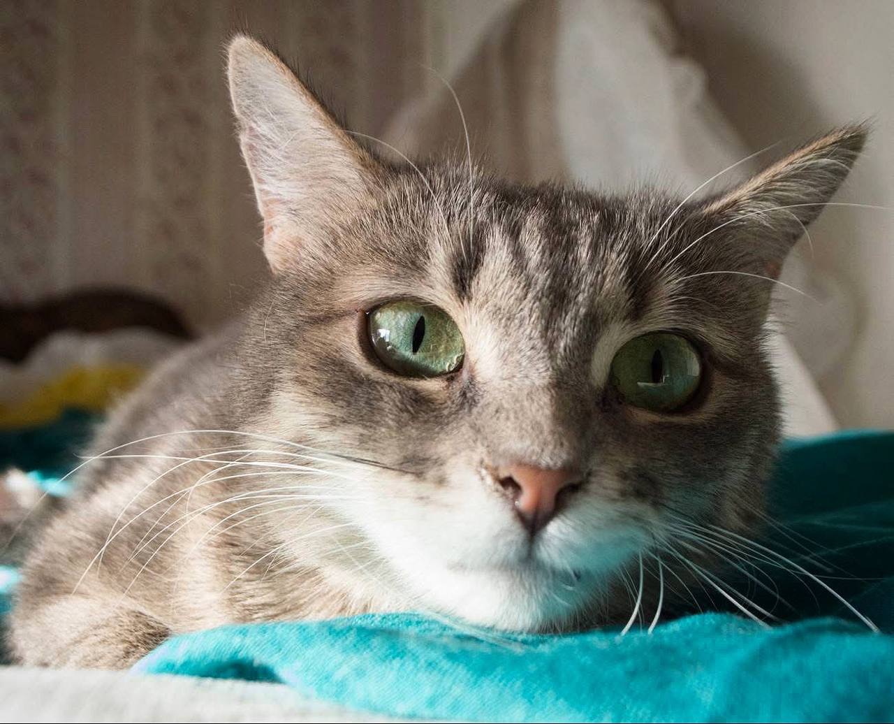 Ніжна і лагідна кішечка в добрі руки!