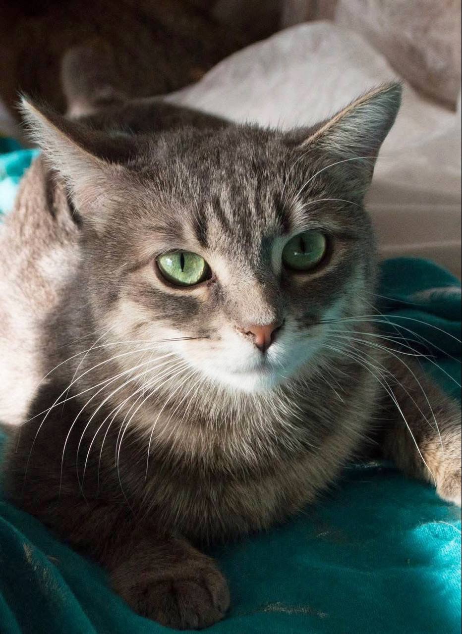 Ніжна і лагідна кішечка в добрі руки!