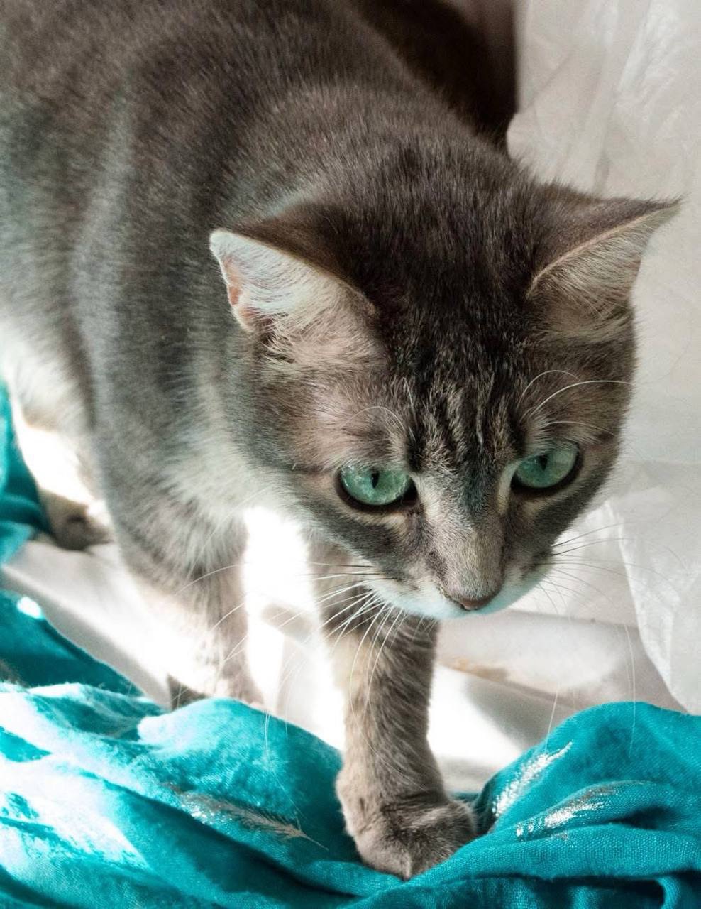 Ніжна і лагідна кішечка в добрі руки!