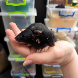 Щурики дівчата, пацючки дамбо чорні