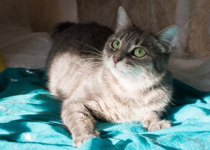 Ніжна і лагідна кішечка в добрі руки!