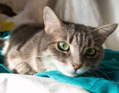 Ніжна і лагідна кішечка в добрі руки!