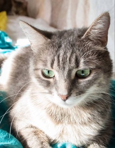 Ніжна і лагідна кішечка в добрі руки!