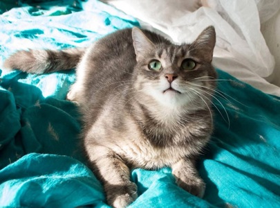 Ніжна і лагідна кішечка в добрі руки!