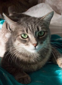 Ніжна і лагідна кішечка в добрі руки!