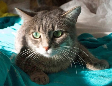 Ніжна і лагідна кішечка в добрі руки!